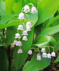 White Lily Of The Valley Diamond Painting